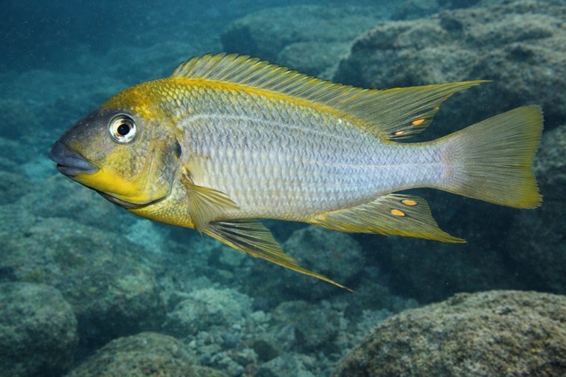 Petrochromis cf. polyodon 'Moba'